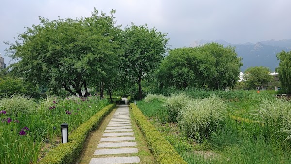 Cherry Blossom 🌸 6