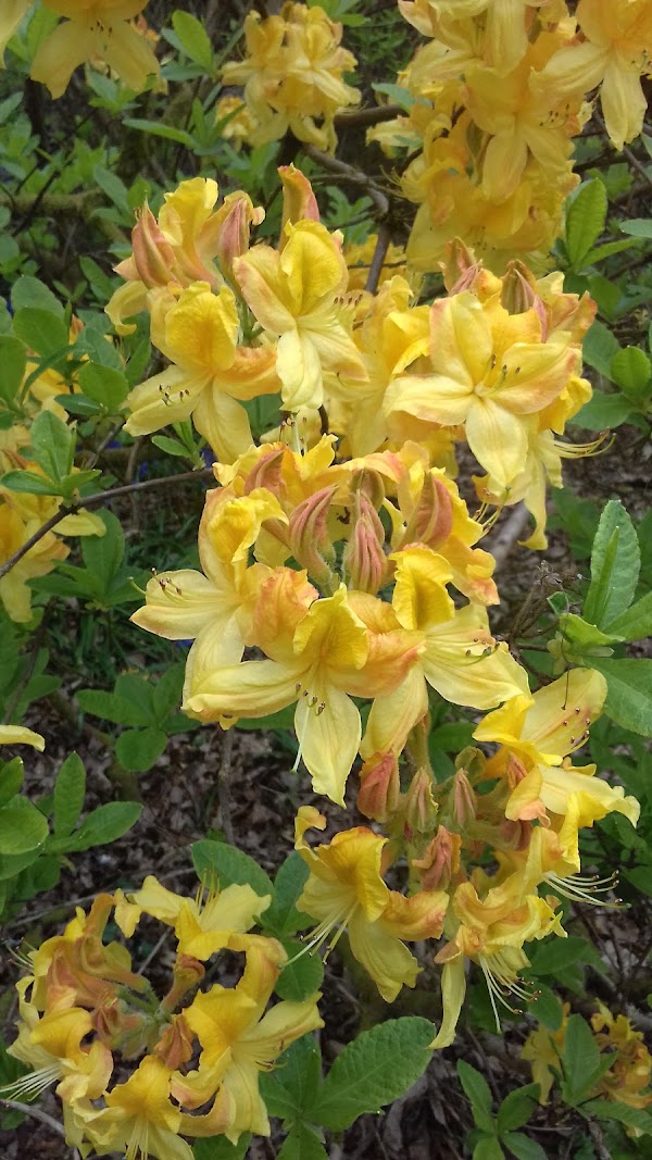 Westonbirt 4
