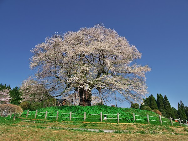 Daigo-Sakura