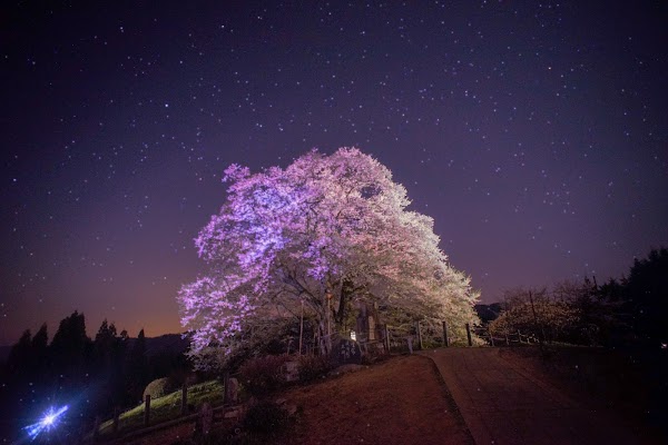 Daigo-Sakura 5