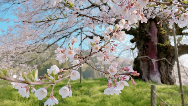 Daigo-Sakura 4