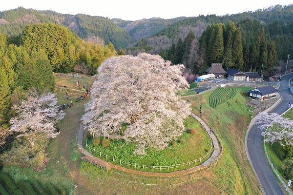 Daigo-Sakura 2