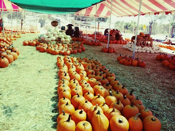 Farmakis Farms 3