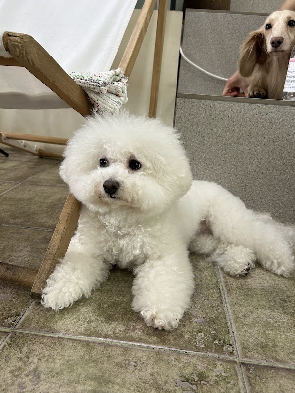 Sunny's Dog Cafe 3