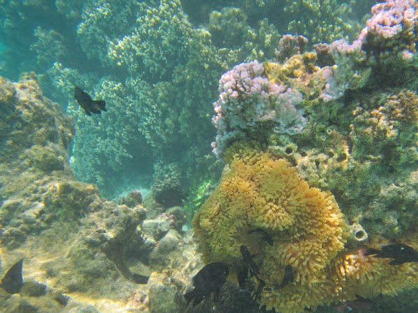 Andros Barrier Reef 1