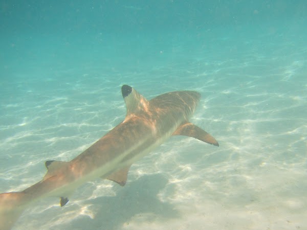 Andros Barrier Reef 5