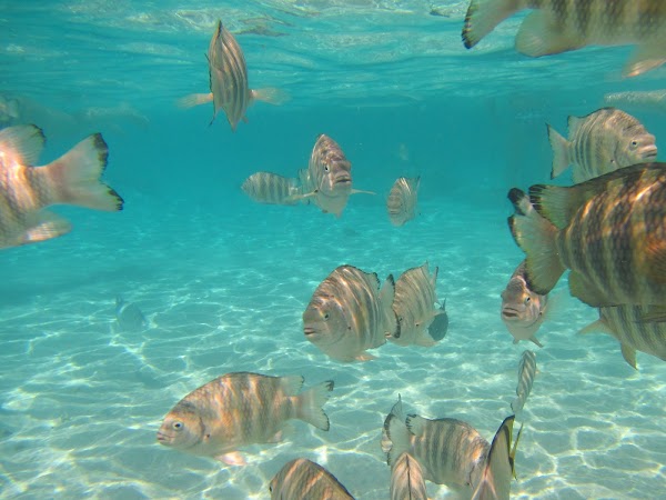 Andros Barrier Reef 3