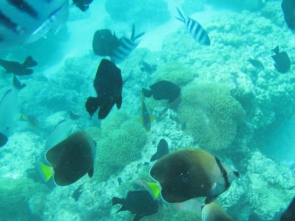 Andros Barrier Reef 2