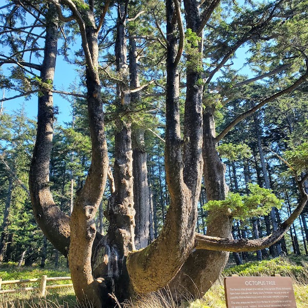 Octopus Tree 1