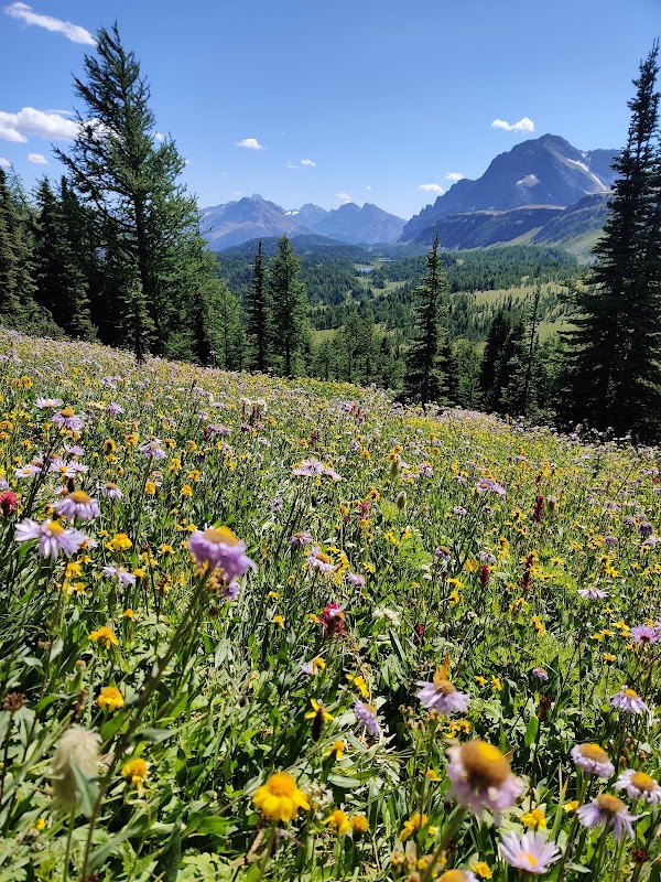 Healy Pass Trail 4