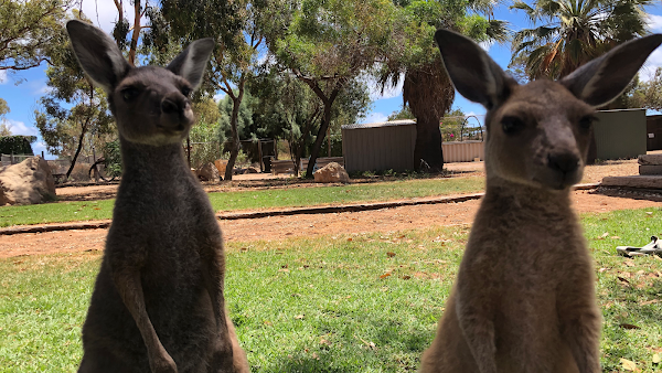 Greenough Wildlife & Bird Park