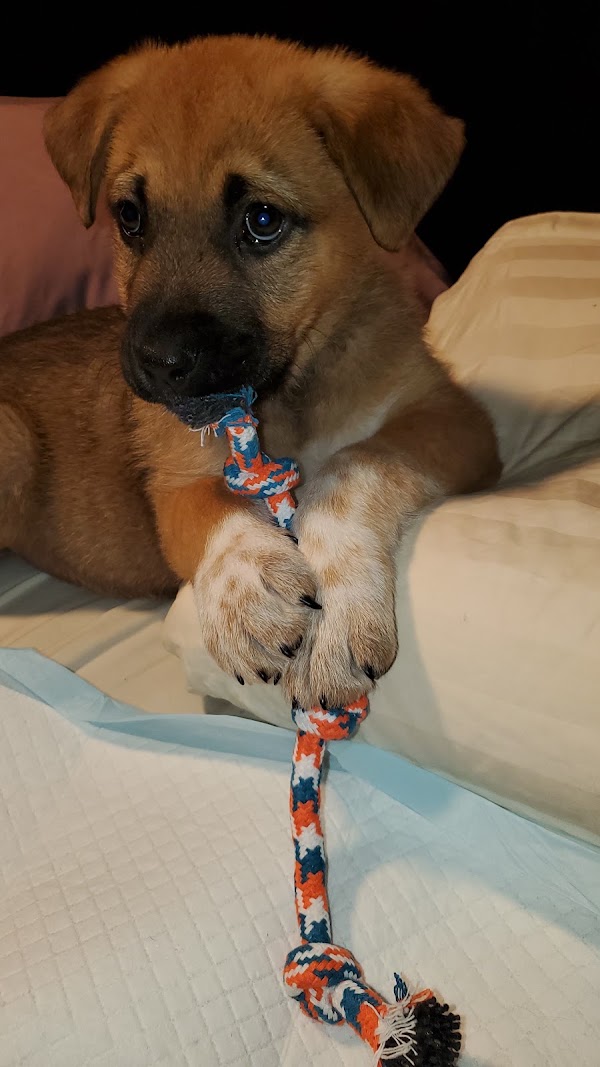 Winnipeg Pet Rescue Shelter