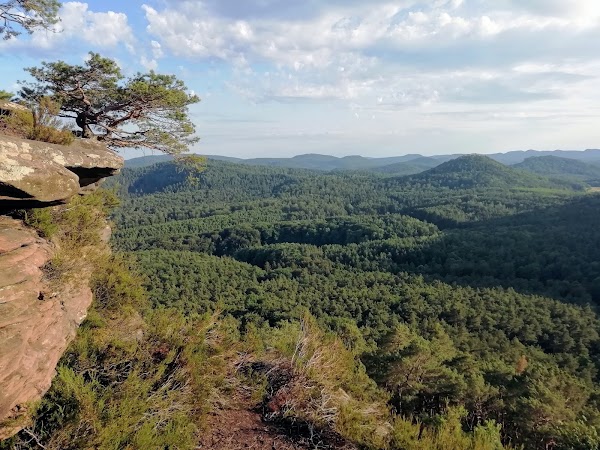 Palatinate Forest 5