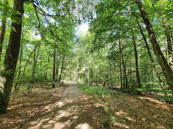 Palatinate Forest 4