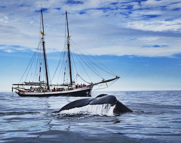 North Sailing - Húsavík Whale Watching