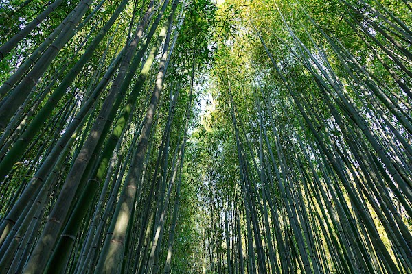 Kyoto City Rakusai Bamboo Park 1