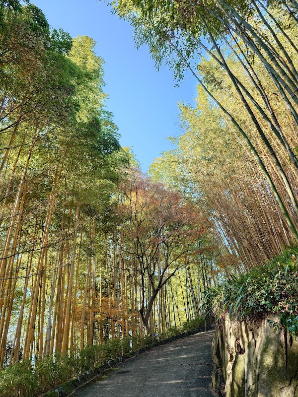 Kyoto City Rakusai Bamboo Park 5
