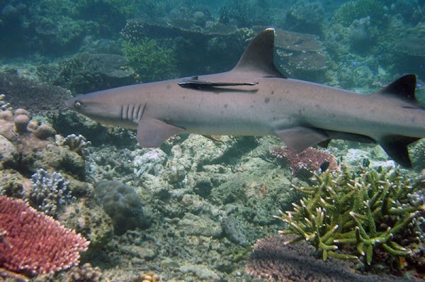 Tubbataha Reef