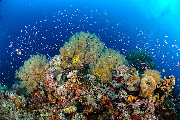 Tubbataha Reef 5