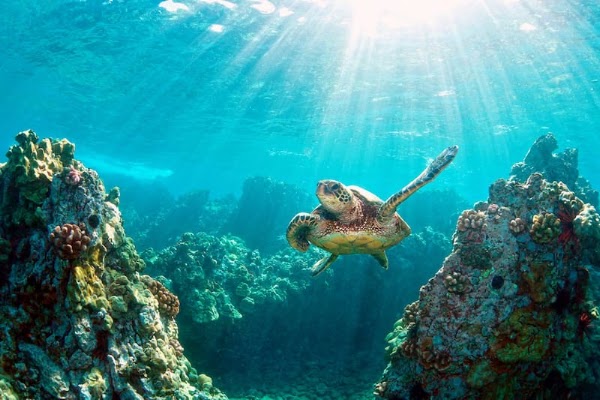 Tubbataha Reef 4