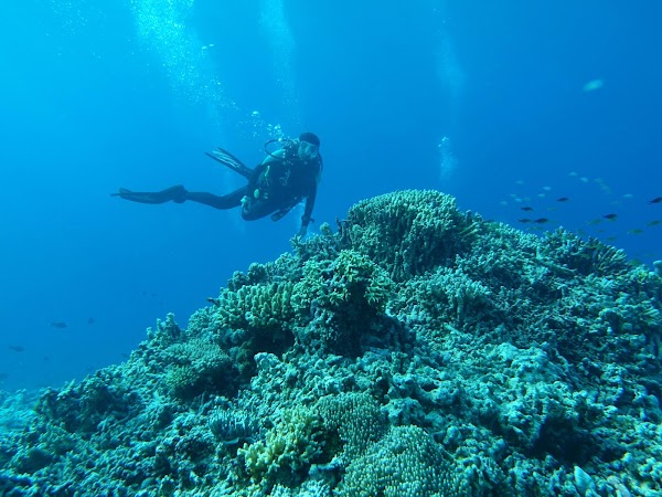 Tubbataha Reef 3
