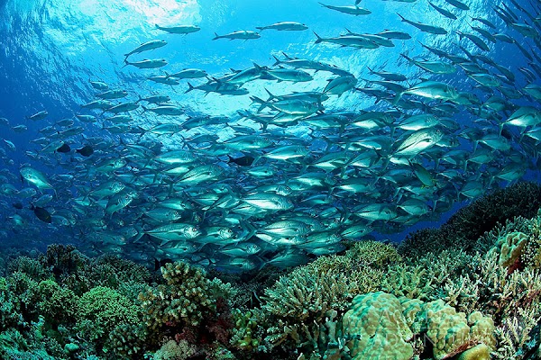 Tubbataha Reef 2