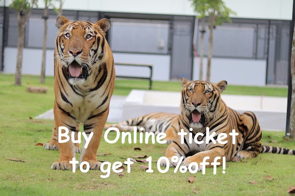 Tiger World Thailand 1