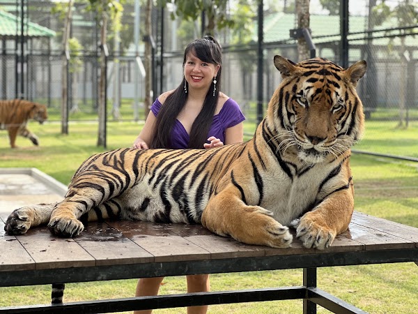 Tiger World Thailand 5