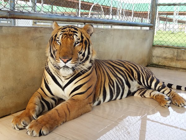Tiger World Thailand 4
