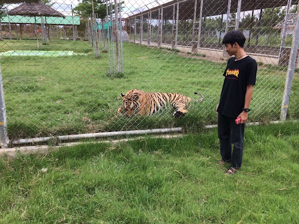 Tiger World Thailand 3