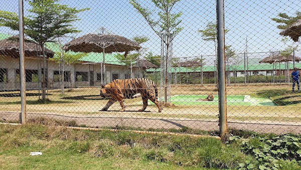 Tiger World Thailand 2