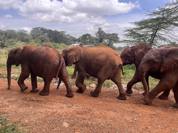 Elephant Nursery 5