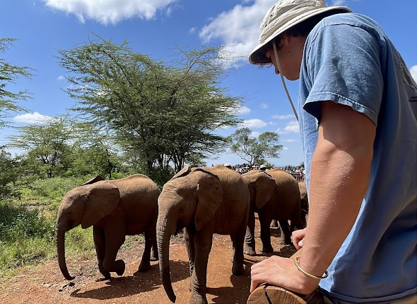 Elephant Nursery 2