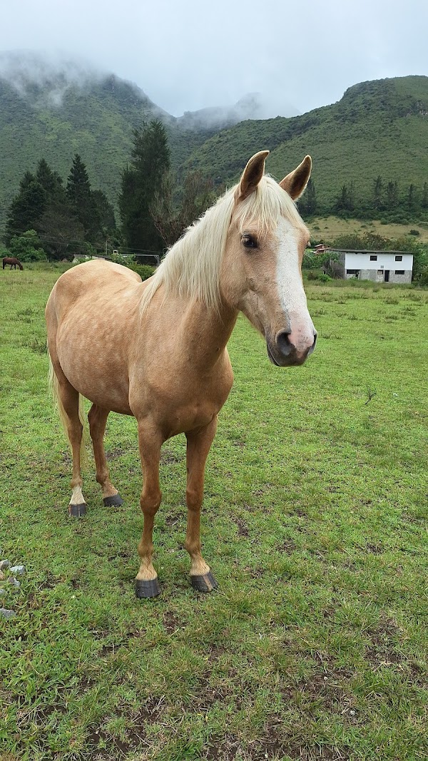 Pululahua Geobotanical Reserve 2