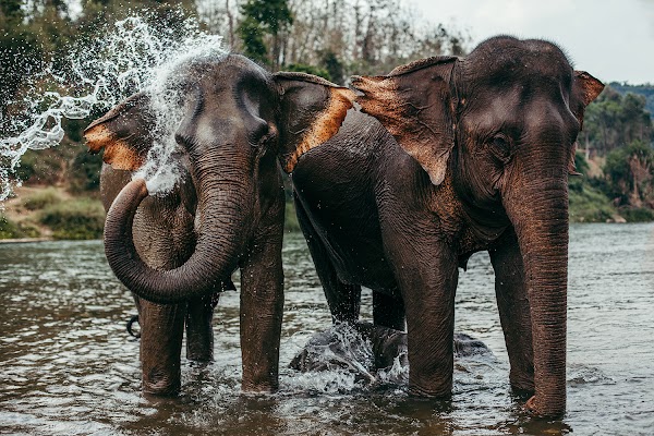 MandaLao Elephant Conservation 1