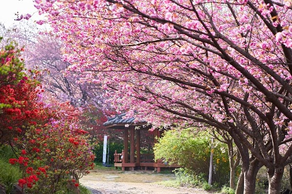 완산칠봉꽃동산 1