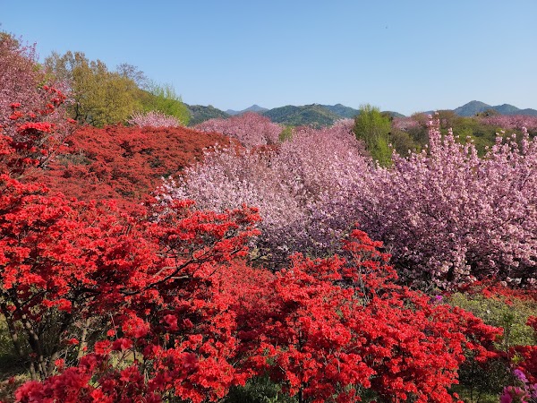 완산칠봉꽃동산 5