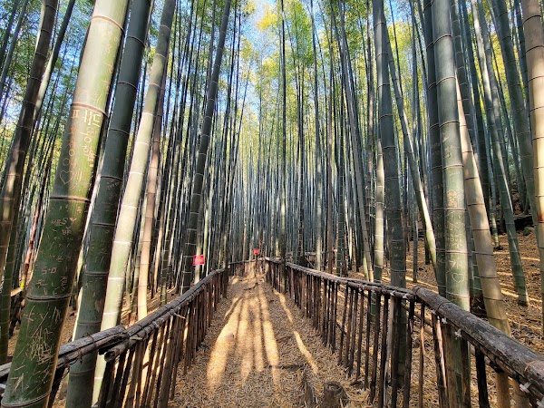 대한다원 보성녹차밭 4