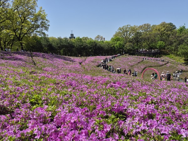 Buramsan Azalea Hill 1