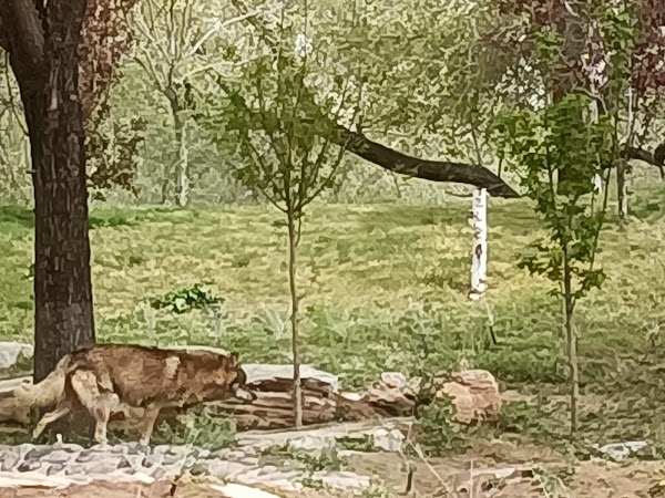 Beijing Wildlife Park 3