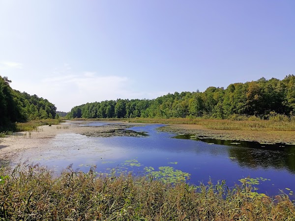 Białowieża Forest