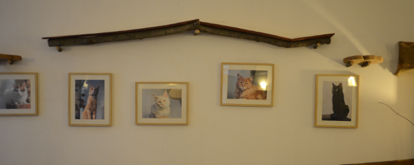 Cafe Neko 4