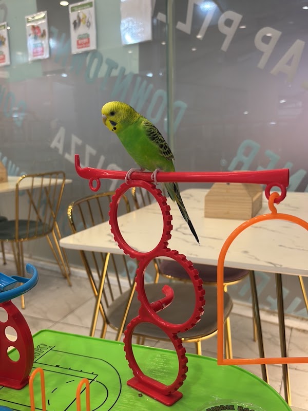 Lip Parrot Samjung tower