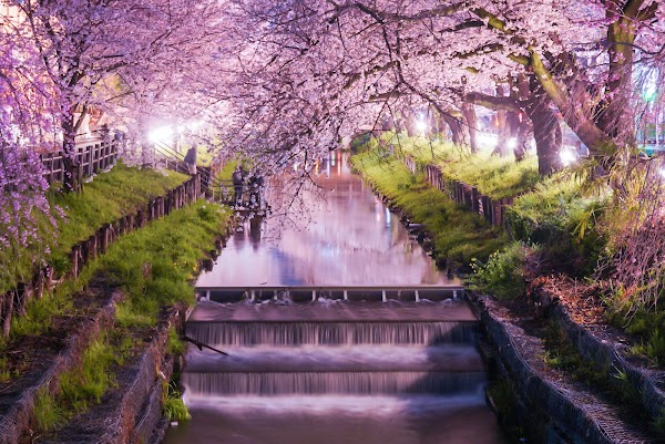 Shingashi Riverbank Cherry Blossoms