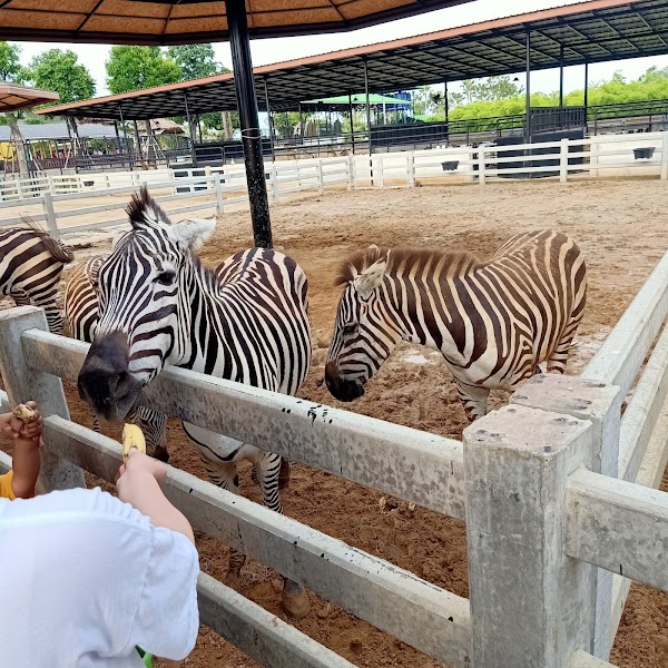 Sriayuthaya Lion Park 4