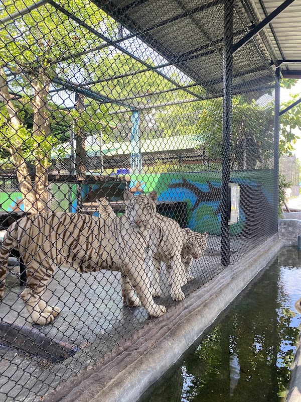 Sriayuthaya Lion Park 2