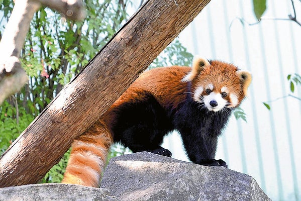 Edogawa City Nature Zoo 4