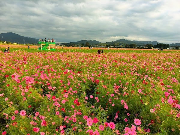 Mashiko
