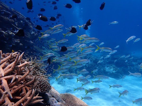 BLUE IMMERSION OKINAWA 1