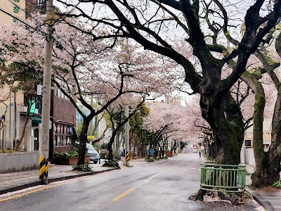 Jeonnong-ro Cherry Blossom Road